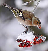 Common Chaffinch