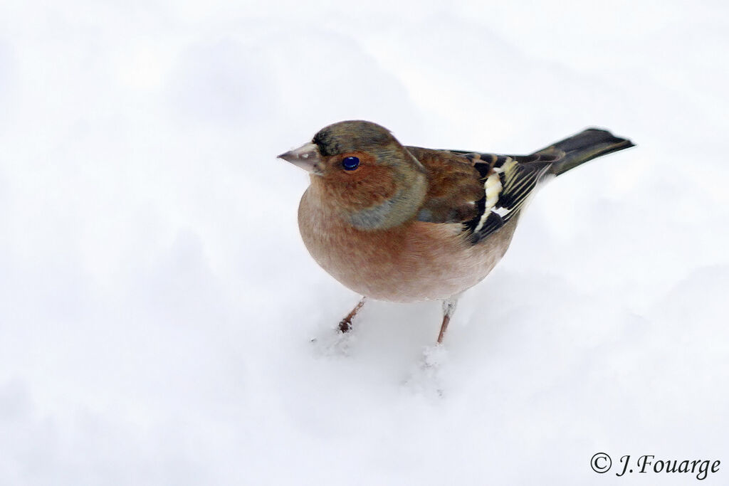 Eurasian Chaffinch male, identification, feeding habits, song