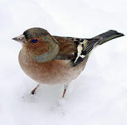 Eurasian Chaffinch