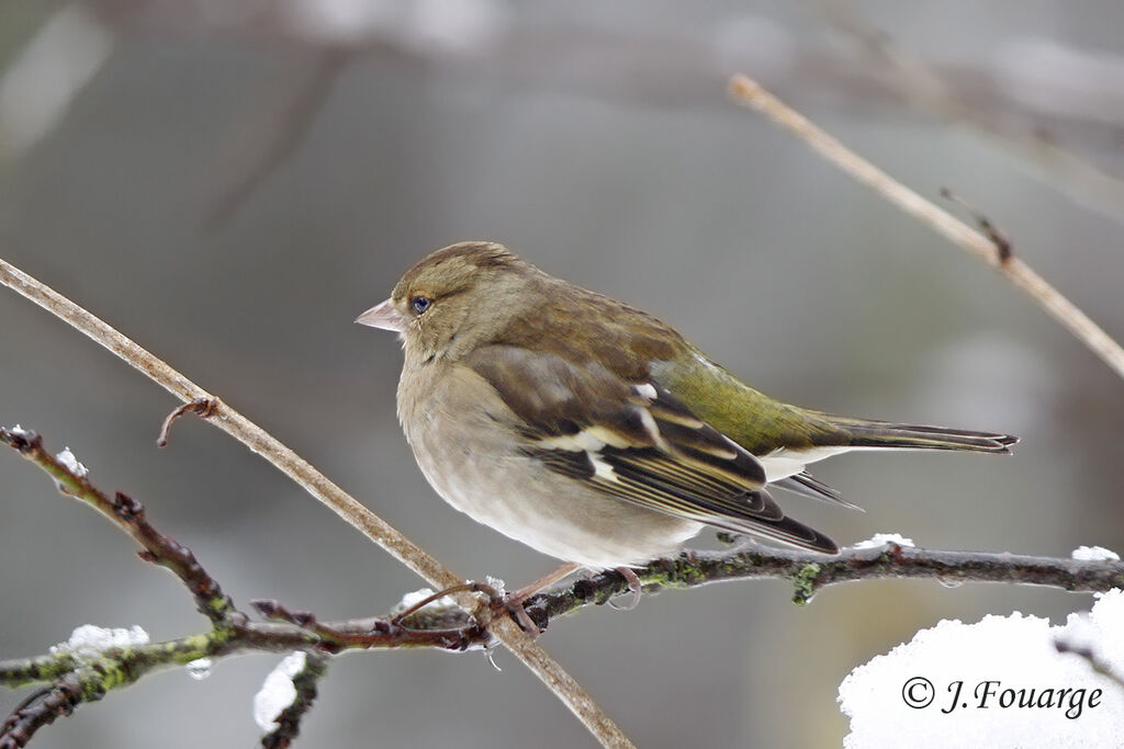 Pinson des arbres femelle, identification, chant