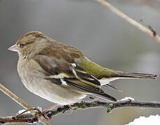 Common Chaffinch