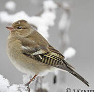 Common Chaffinch