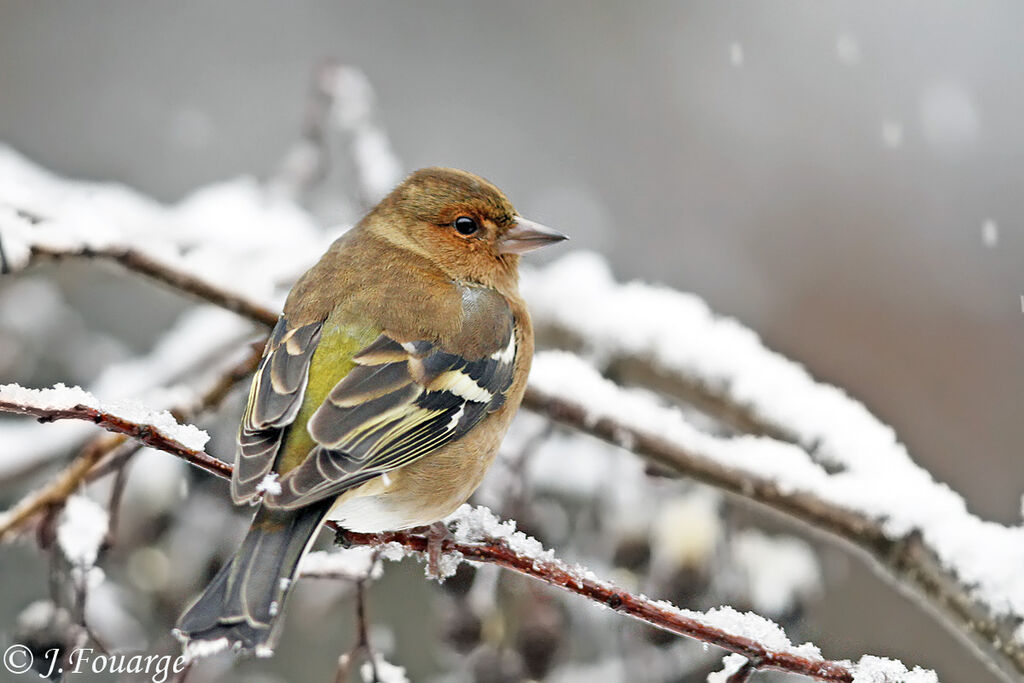 Common Chaffinch male