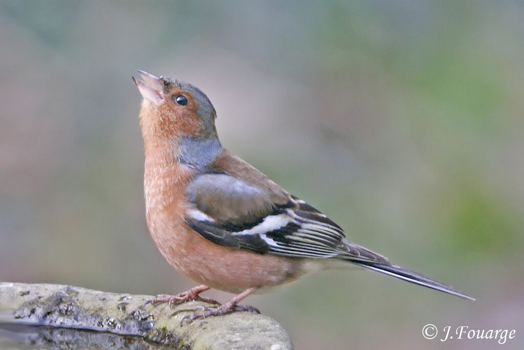 Eurasian Chaffinch male adult, identification, Behaviour