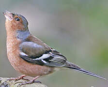 Common Chaffinch