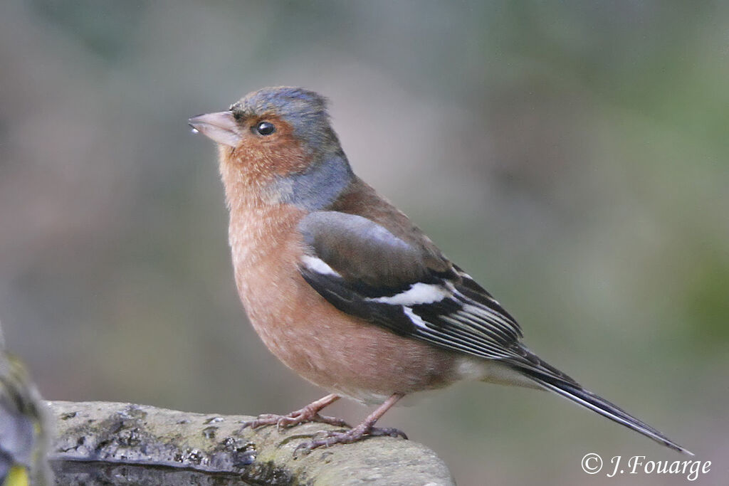 Eurasian Chaffinch male, identification, Behaviour