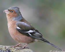 Common Chaffinch