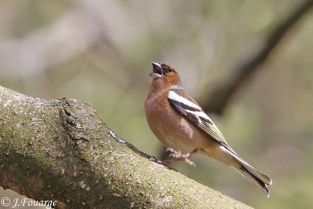 Eurasian Chaffinch male adult, song, Behaviour