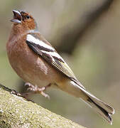 Eurasian Chaffinch