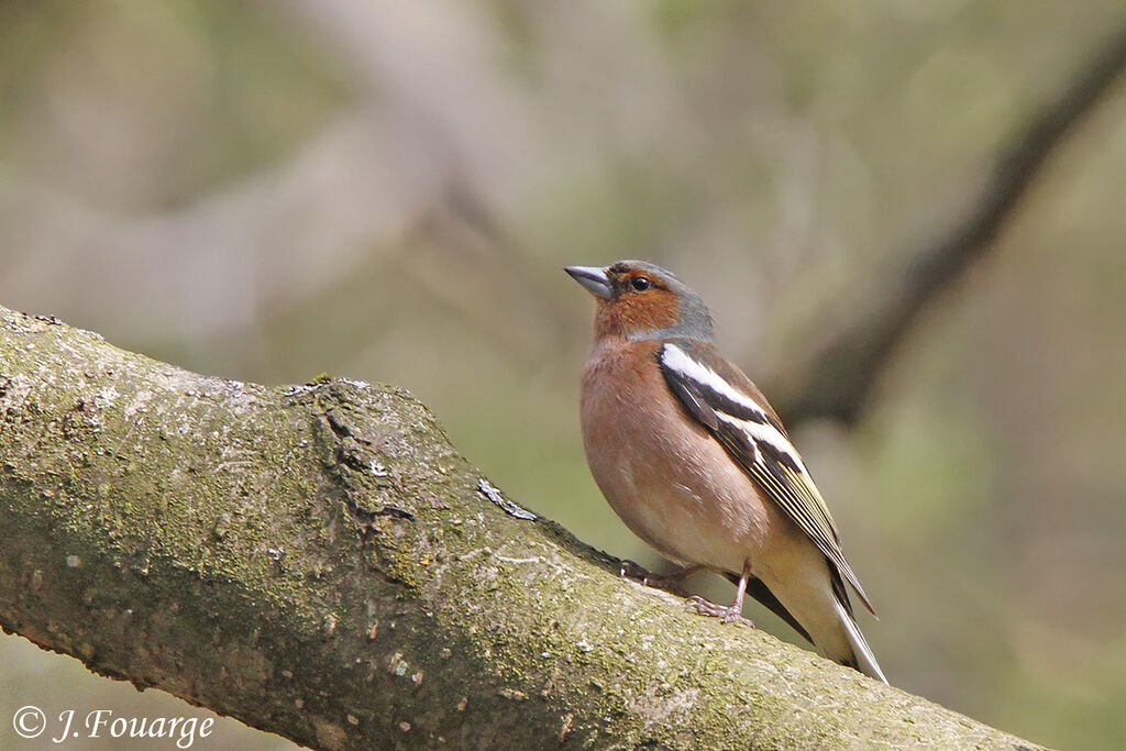 Common Chaffinch male adult