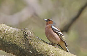 Common Chaffinch