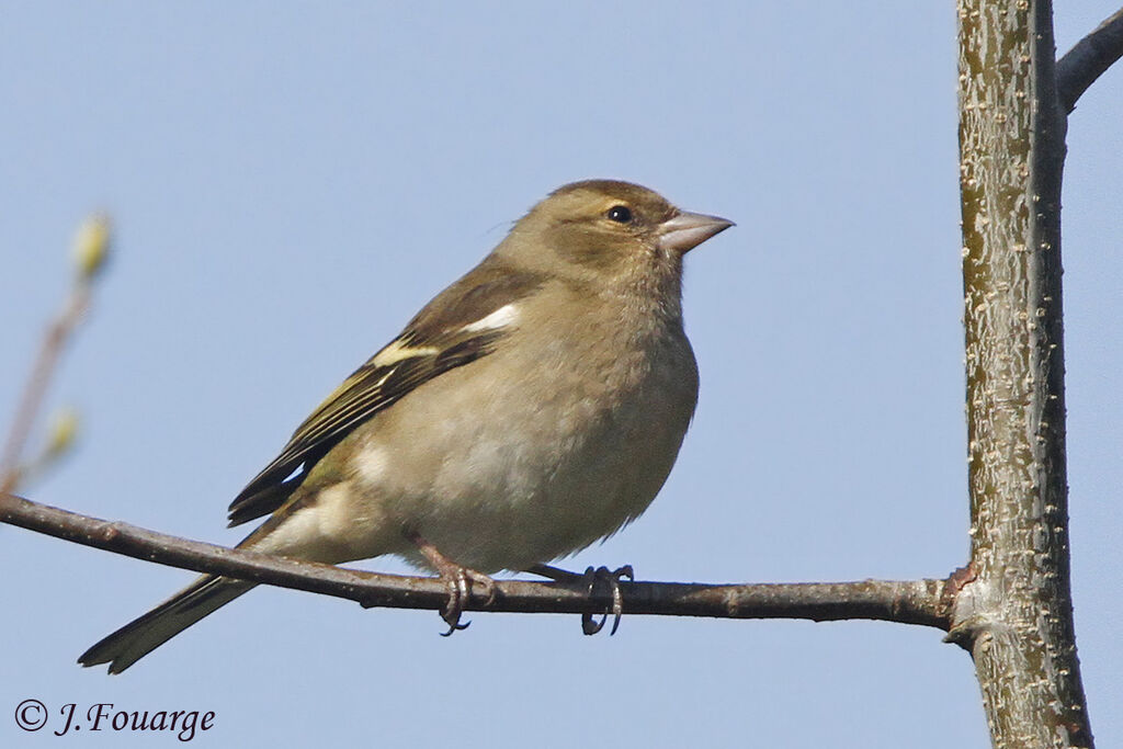 Eurasian Chaffinchadult