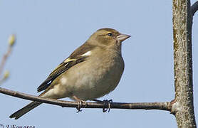 Eurasian Chaffinch