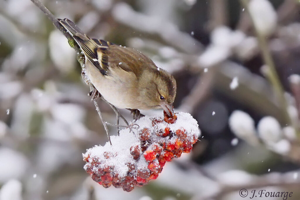 Common Chaffinch female, identification, feeding habits