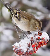 Common Chaffinch