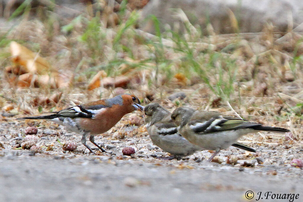 Eurasian Chaffinch male, identification, feeding habits, Behaviour