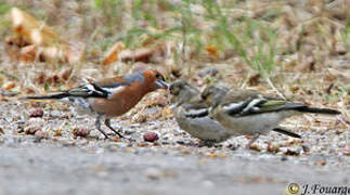 Common Chaffinch