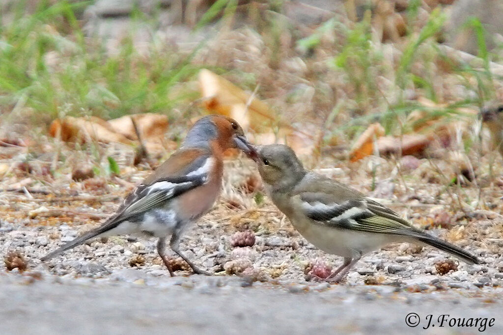 Common Chaffinch male, identification, feeding habits, Reproduction-nesting, Behaviour