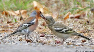 Common Chaffinch