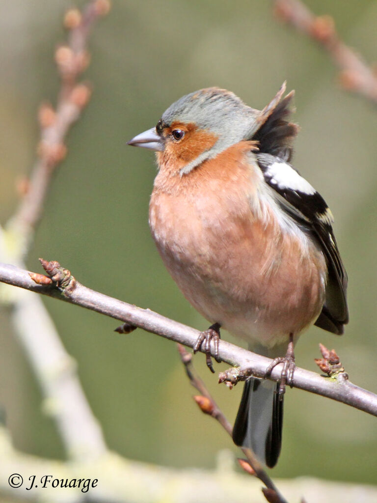 Eurasian Chaffinch male adult, identification