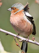 Common Chaffinch