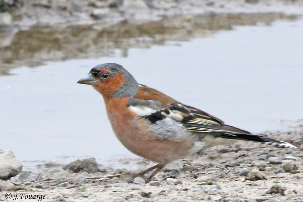 Common Chaffinch male adult, identification