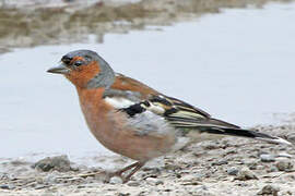 Eurasian Chaffinch