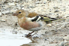 Eurasian Chaffinch