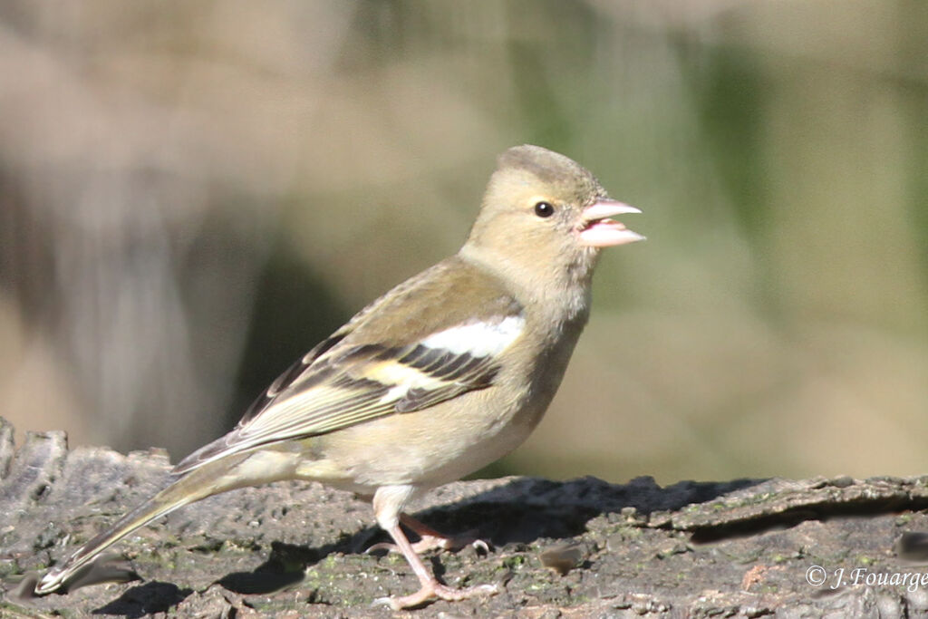 Pinson des arbres femelle adulte, identification