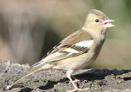 Eurasian Chaffinch