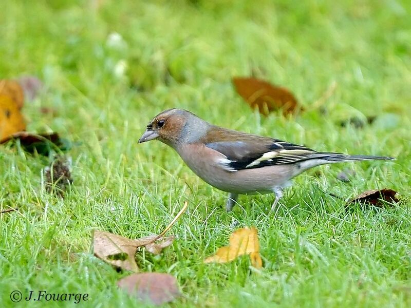 Common Chaffinch male First year