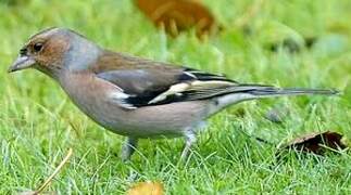 Eurasian Chaffinch