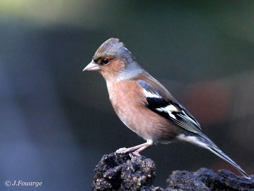 Common Chaffinch male adult