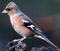 Eurasian Chaffinch