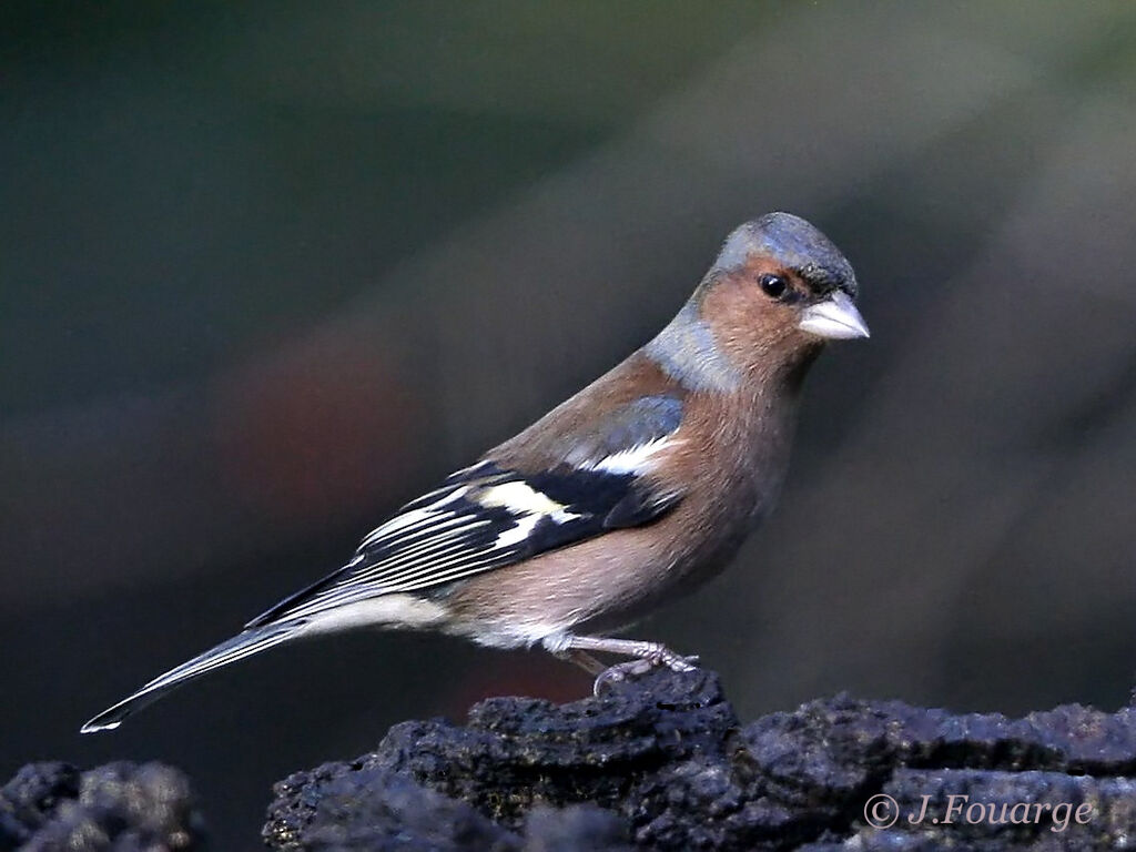 Pinson des arbres mâle adulte