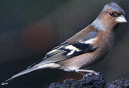 Common Chaffinch