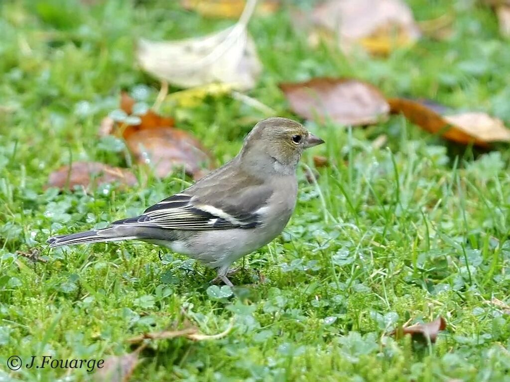 Common Chaffinch female