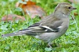 Eurasian Chaffinch