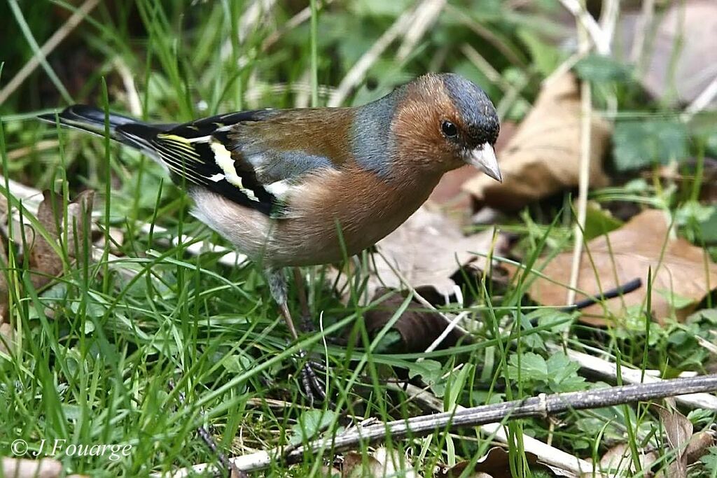 Eurasian Chaffinch male adult