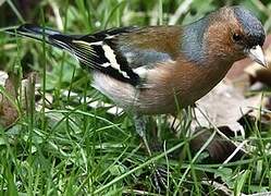 Common Chaffinch