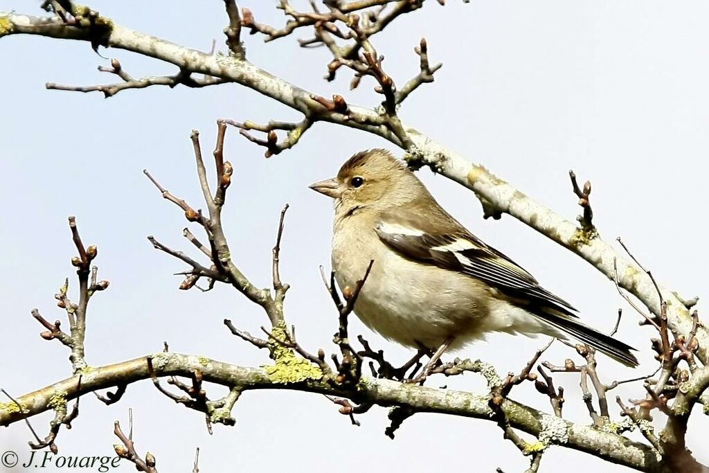 Common Chaffinch female adult