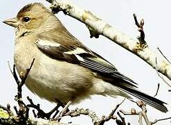 Eurasian Chaffinch