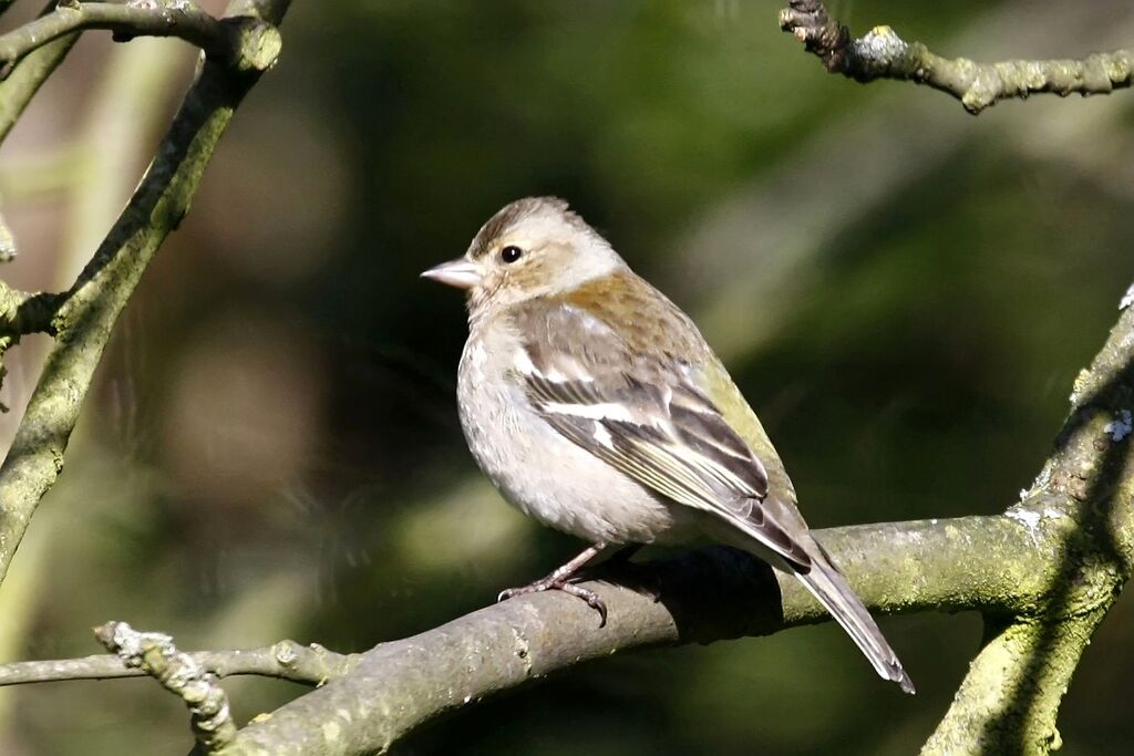 Eurasian Chaffinch female