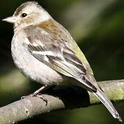 Eurasian Chaffinch