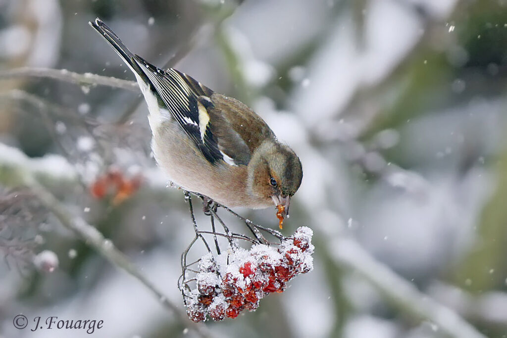 Common Chaffinch male, identification, feeding habits