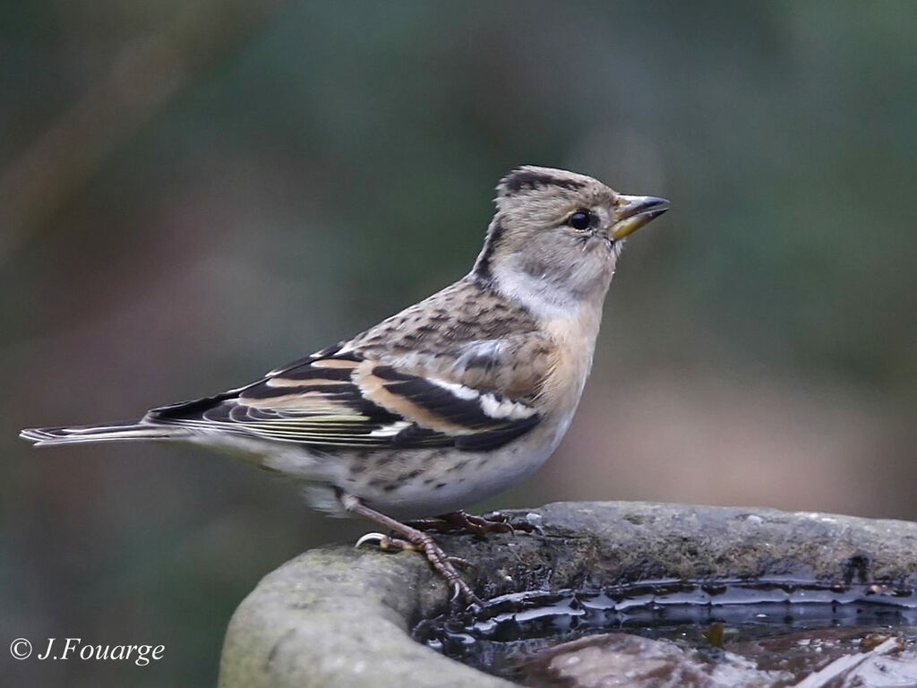 Brambling female