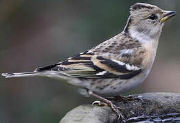 Brambling