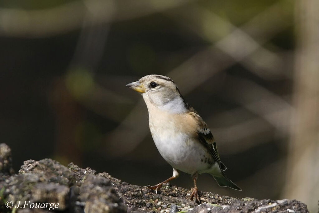 Brambling female