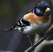 Brambling