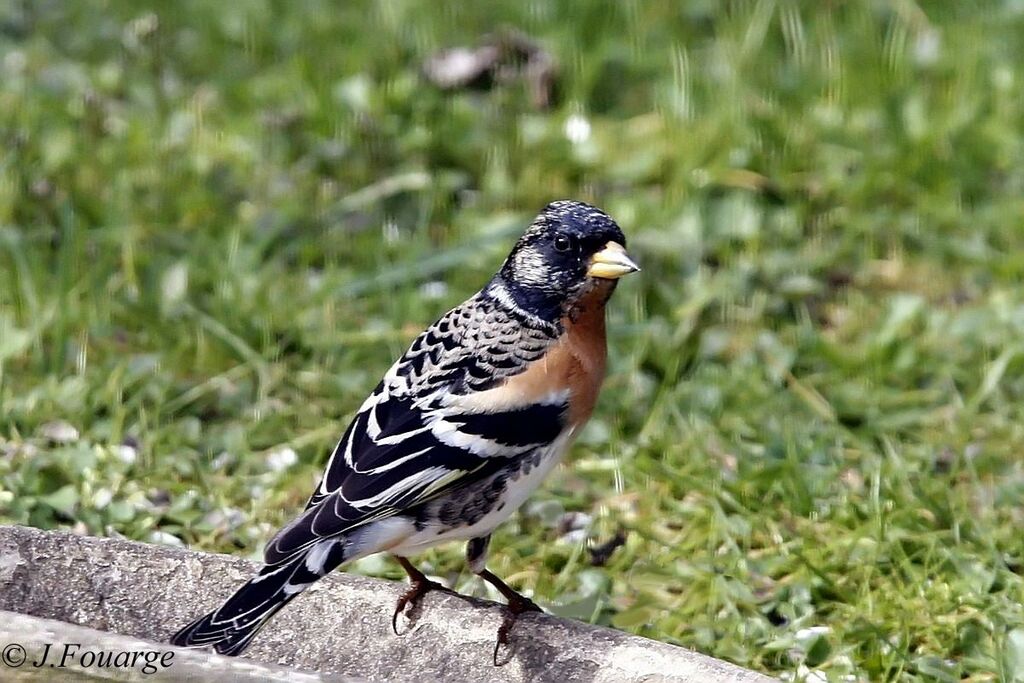 Brambling male adult